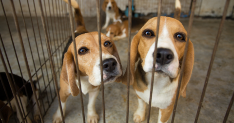Two beagles in cage