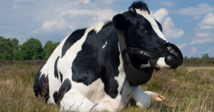 A cow wearing a methane mask