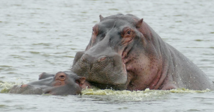 Two hippos mating in the water.