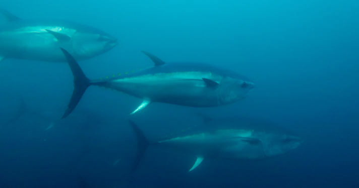 Three bluefin tuna swimming