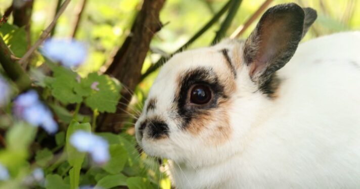 Closeup of a white bunny with black and brown fur around its eyes and ears