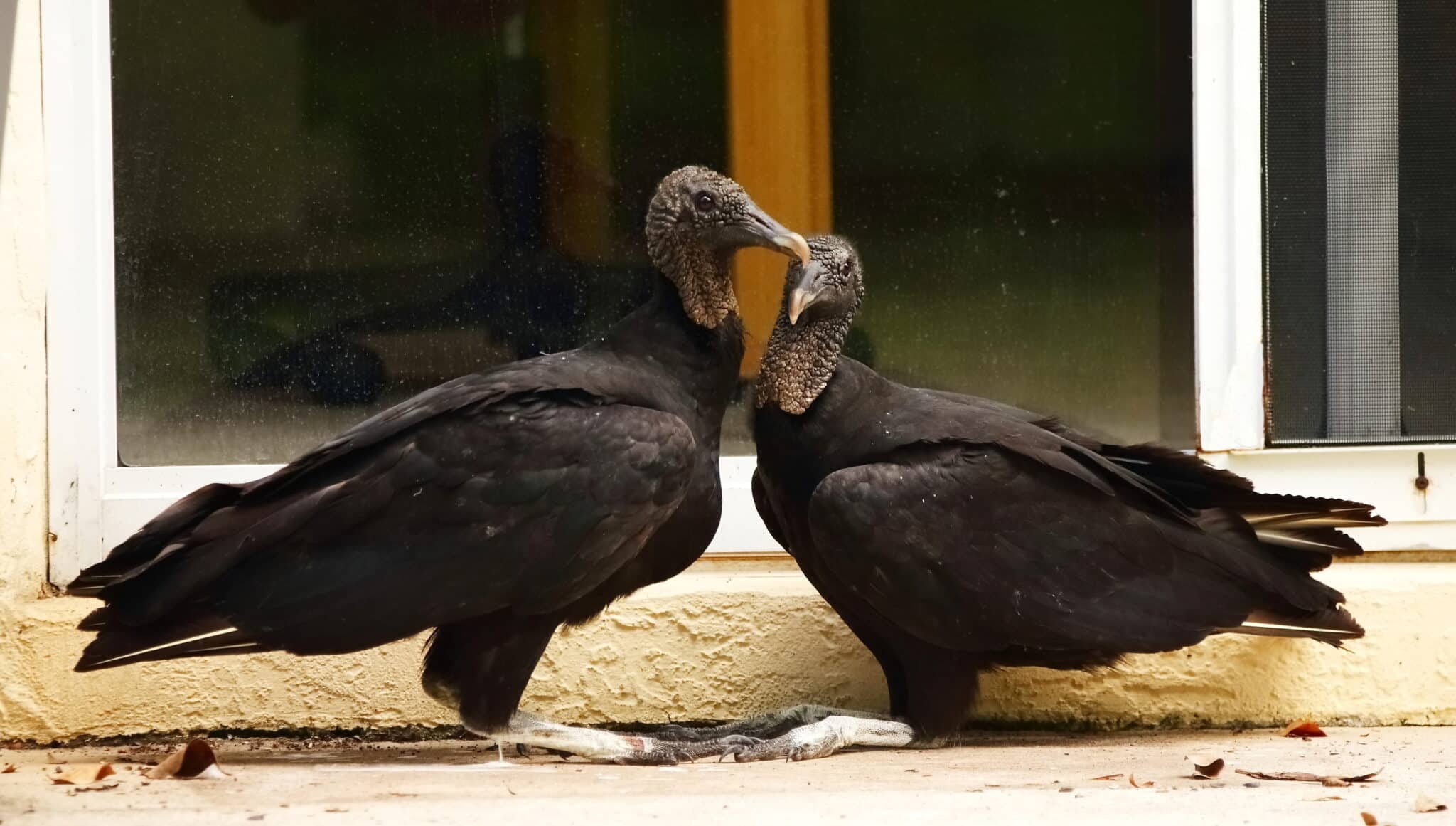 Two black vultures
