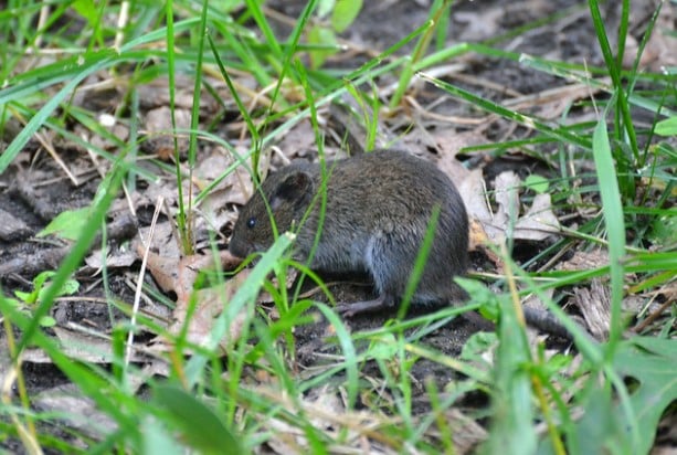 A prairie vole in the grass