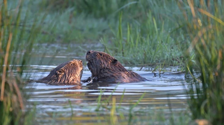 Two eurasian beavers in the water