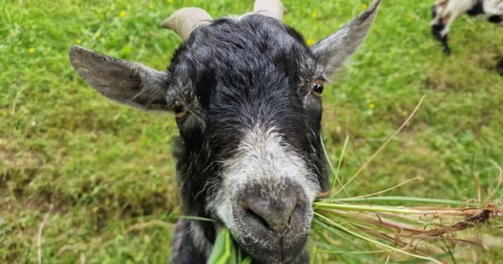A closeup of a goat