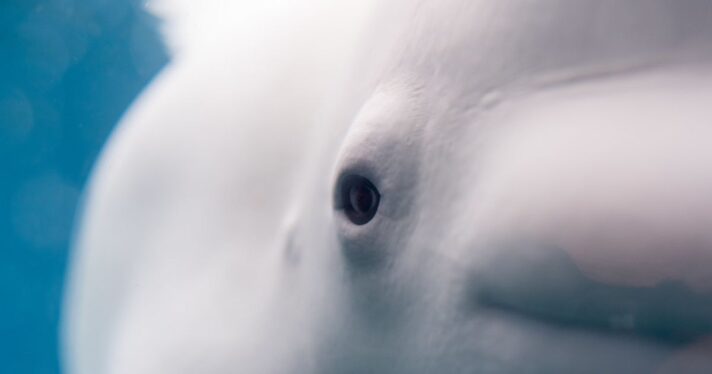 Closeup of a beluga whale's face