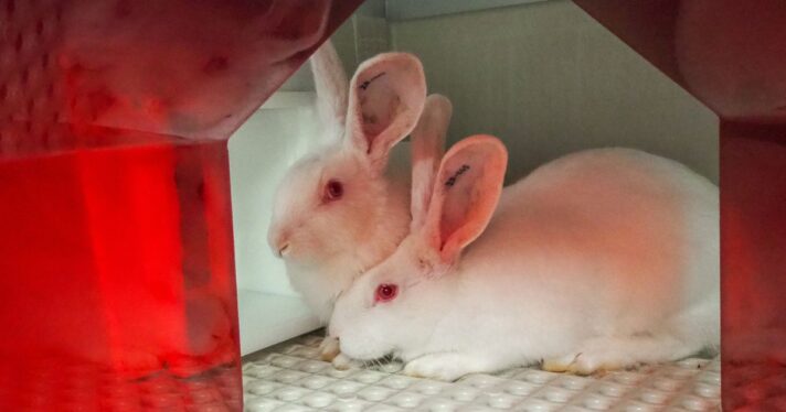 Two New Zealand white rabbits used for testing