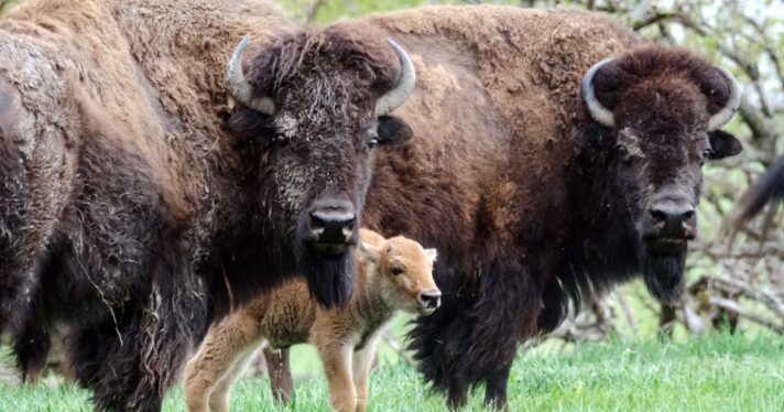 Three bison