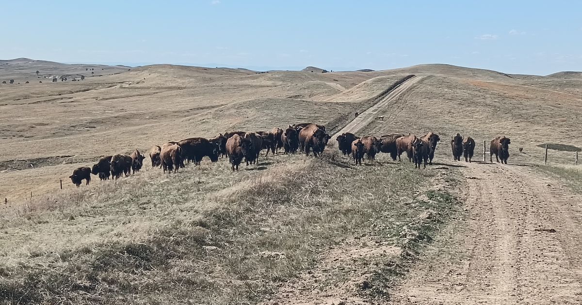 A group of bison in South Dakota