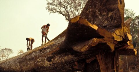 Workers cut down a large tree