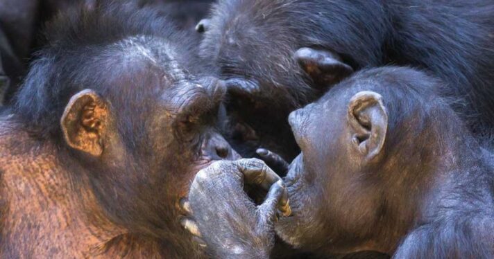 Closeup of chimpanzees communicating
