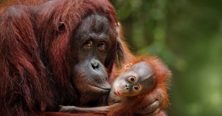 Closeup of an orangutan mother holding her child
