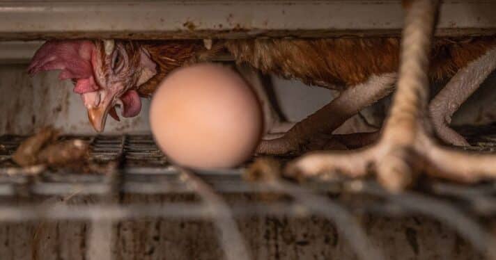 A laying hen in a battery cage on an industrial egg production farm peers from behind an egg.