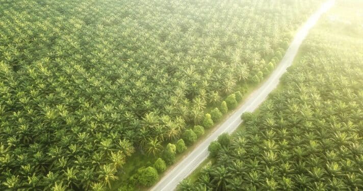 Aerial view of palm oil plantation in Asia