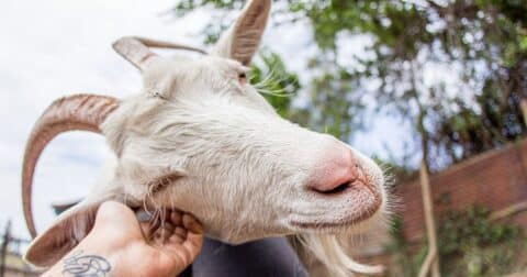Rescued goat receives a scratch