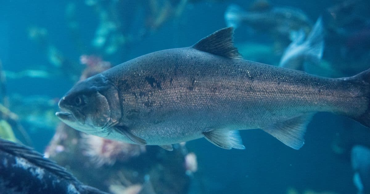 To Improve Fish Welfare, a Startup Blends AI With an Ancient To Improve Fish Welfare, a Startup Blends AI With an Ancient