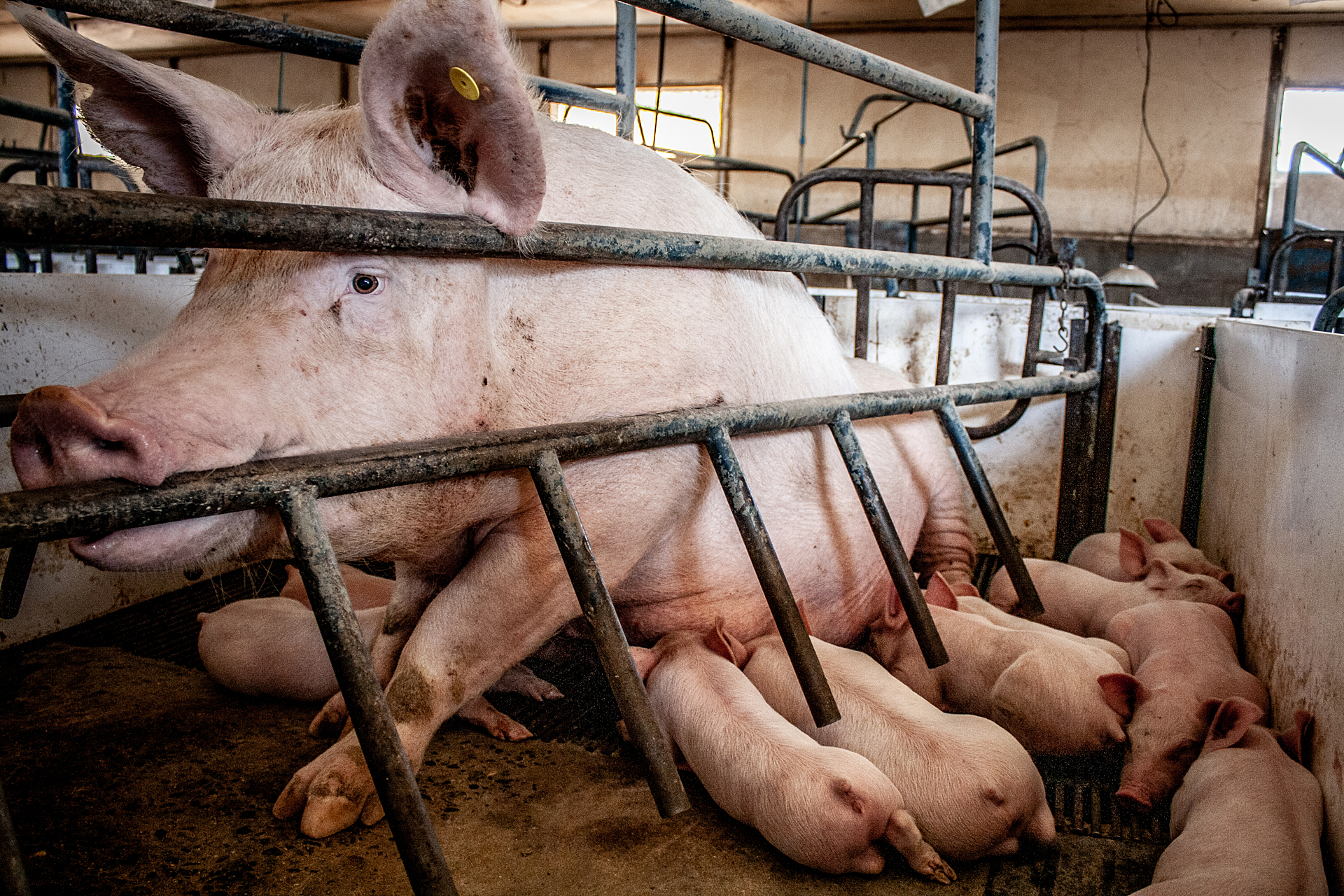 A sow sits up in a narrow farrowing crate at an industrial pig farm while her piglets nurse.