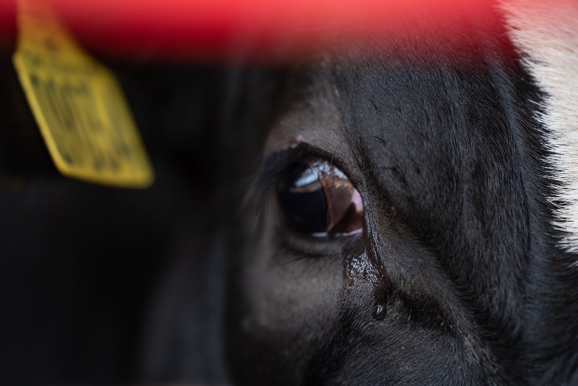 Fluid weeps from a dairy cow's eyes who stands inside a transport trailer parked at a border crossing rest facility.
