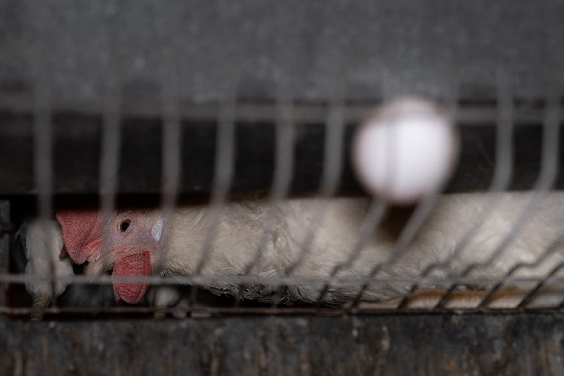 A white laying hen lies in the bare wire of her battery cage at an egg production facility.
