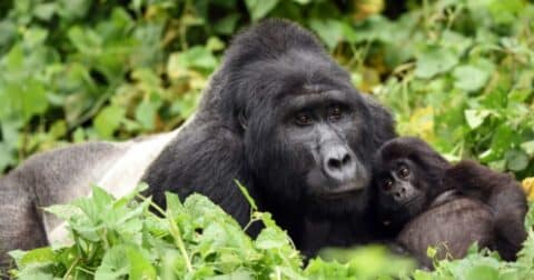 A male gorilla and his child