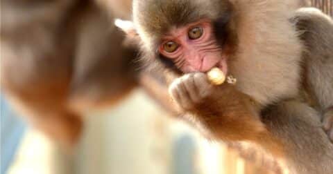 A baby monkey with a peanut