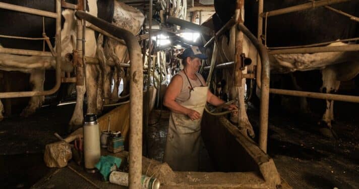 Dairy worker preparing to milk cows