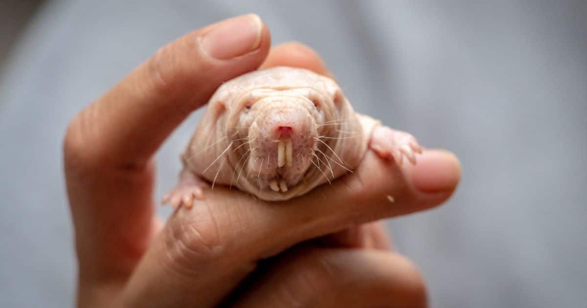 Close up of a naked mole rat in someone's hand