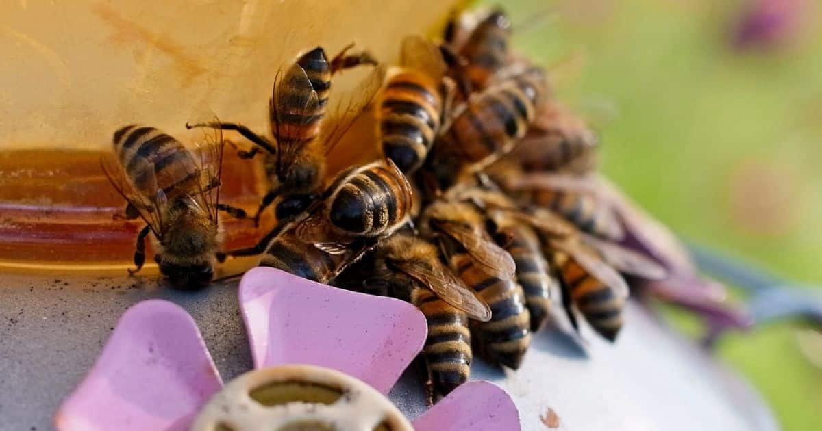 A group of honeybees