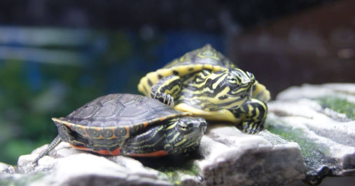 Red bellied turtle and yellow belly slider turtle together