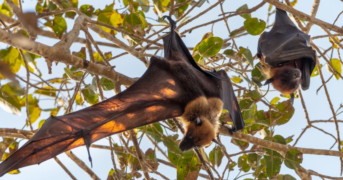 Two bats in a tree