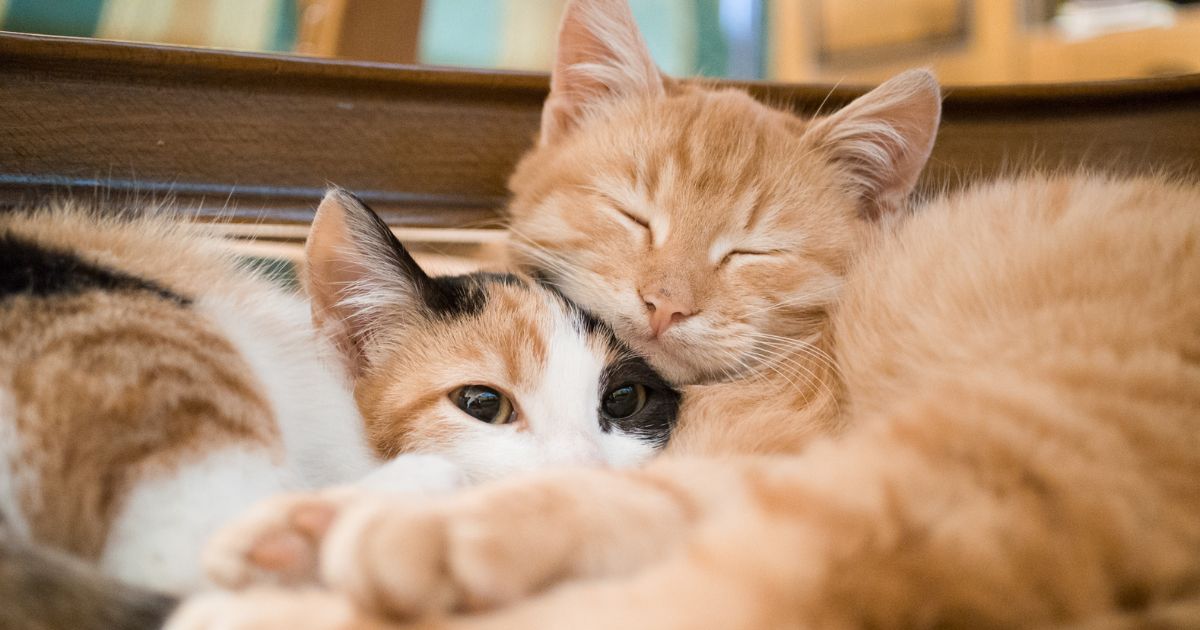 Two cats cuddling