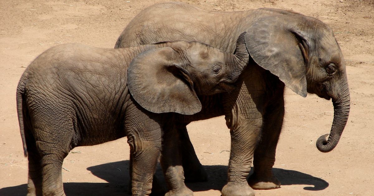 Two elephants talking