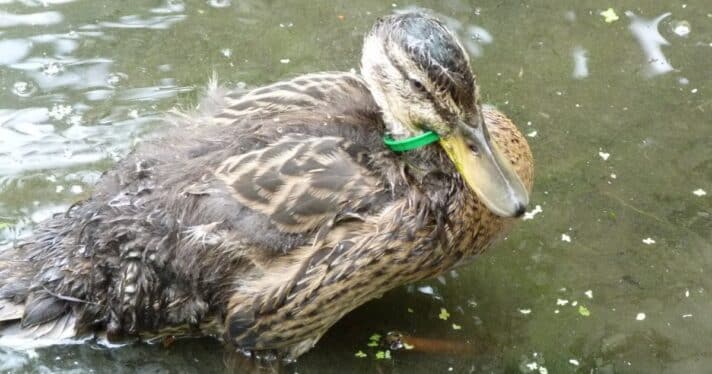 Mallard duckling with plastic ring around neck