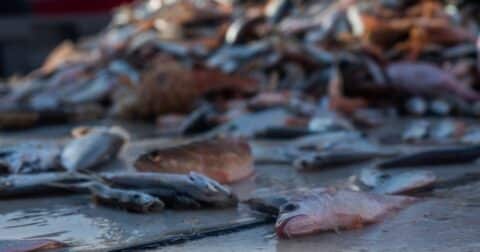 Detail of fish that have been emptied from nets onto the deck of a fishing boat