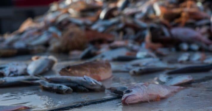 Detail of fish that have been emptied from nets onto the deck of a fishing boat