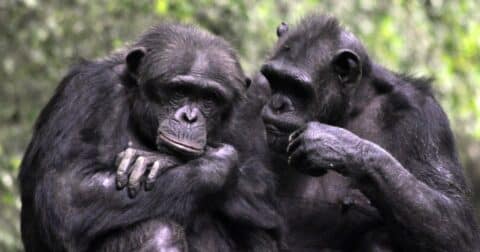 Two apes share a moment