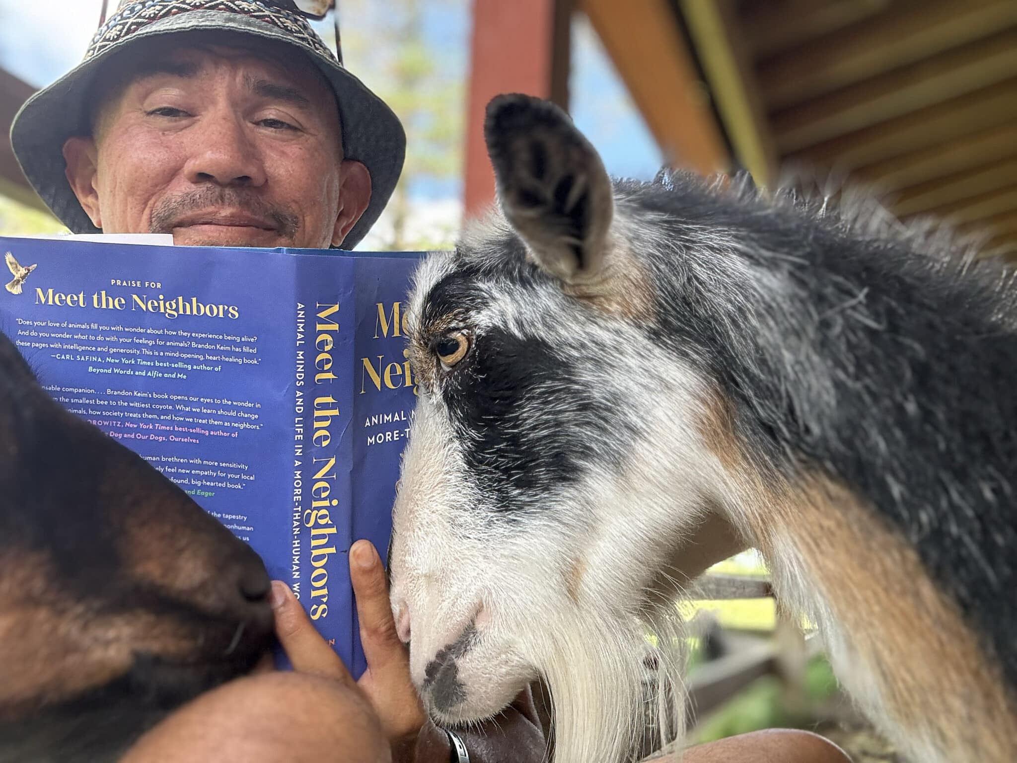 Author Brandon Keim reads his book Meet the Neighbors with a goat nudging the book.