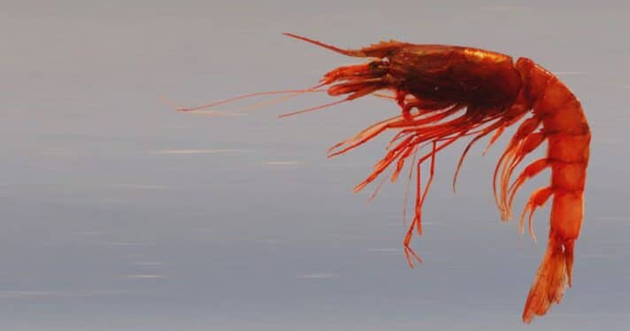 Closeup of a shrimp near the Gulf of Mexico