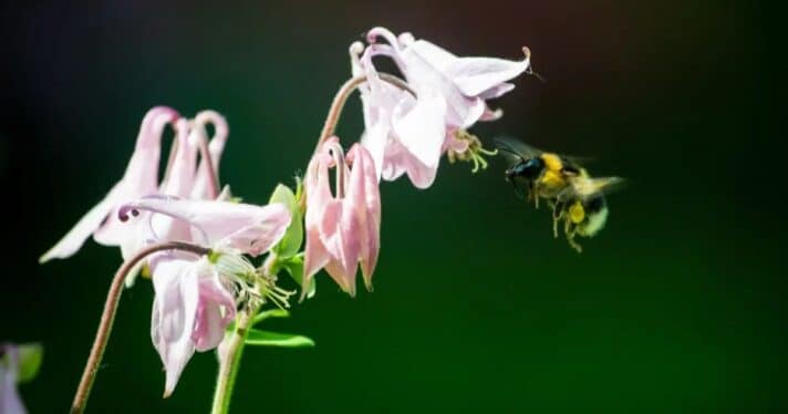 A bee near a flower