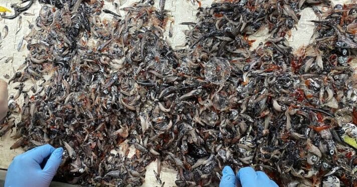 Contents of a net fished in the North Atlantic mesopelagic being sorted onboard the RV Celtic Explorer.