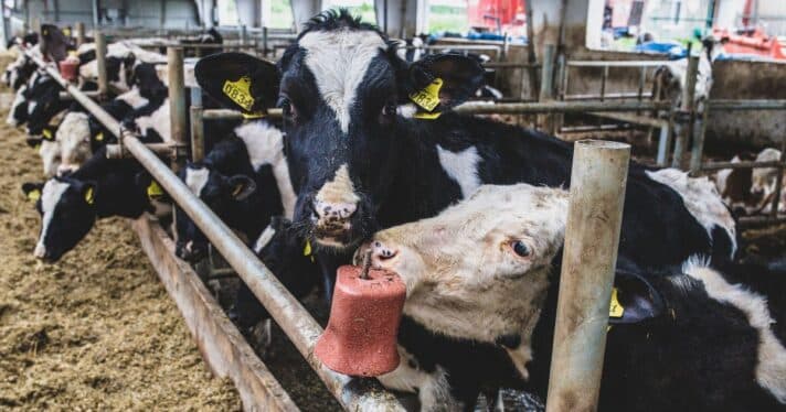 Closeup of cows crowded in a dirty stall