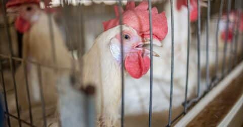 Closeup of a chicken in a cage