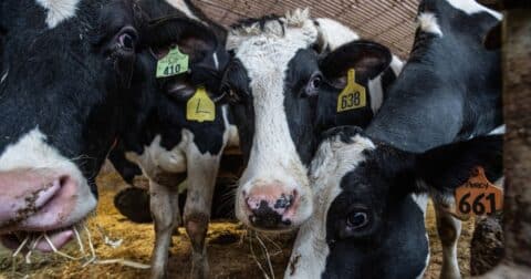 Cows crowded on a feedlot