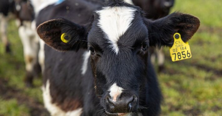 Closeup of a dairy cow.