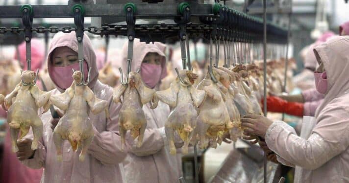 Workers inspect chickens in assembly line fashion at a chicken factory in Harbin, northeast China.