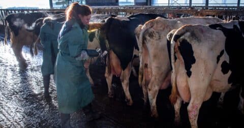 A veterinarian examines a dairy cow.