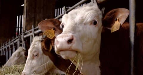 Closeup of a cow chewing hay