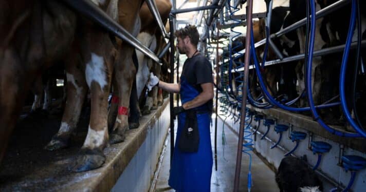 A farm manager cleans cows after milking