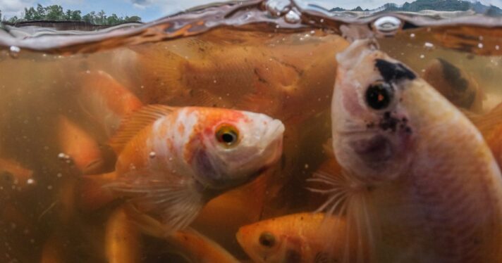 Fish crowded in murky water on a fish farm