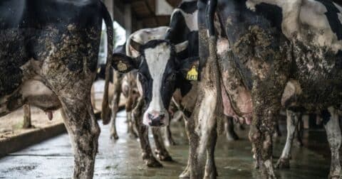 Dirty cows on a factory farm